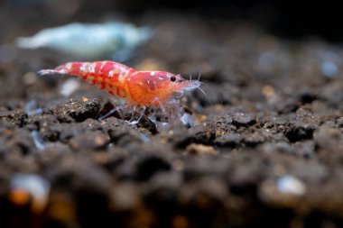 Açık kırmızı renkli kırmızı kaplan cüce karides, tatlı su akvaryumu tankında kahverengi arka planı olan diğer karideslerle birlikte suda kalır..