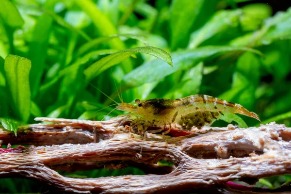 Gouden Gele Tijgerdwerg Garnalen Met Zwangerschap Tonen Veel Eieren Blijven — Stockfoto