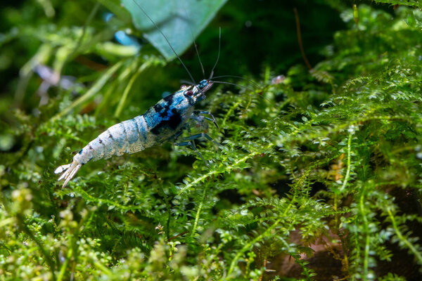 Синие болты карликовые креветки остаются и ищут пищу на зеленом листе водного растения в аквариуме с пресной водой. Синие креветки - разновидность тайваньской пчелы с бело-голубым телом.