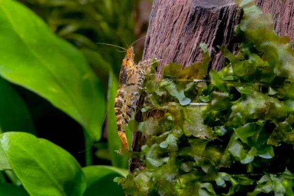 金黄相间的虎虾呆在淡水水族箱中的绿色苔藓覆盖的木材上 — 图库照片