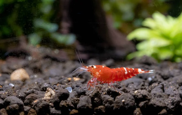 One Type Red Fancy Tiger Dwarf Shrimp Less White Stripe — Stock Photo, Image