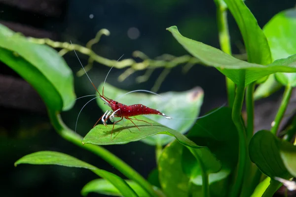 Witte Vlek Sulawesi Garnalen Kardinale Garnalen Met Lange Antenne Blijven — Stockfoto