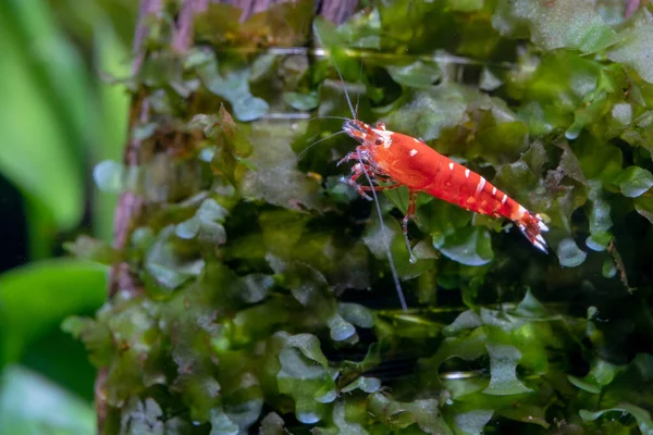 在淡水水族馆的水池里 鲜红的花哨虎小虾身上的白色条纹较少 它们独自在水苔藓上觅食 — 图库照片