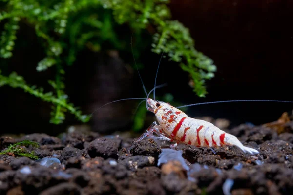 水中の土壌に主な白い色を持つ赤い空想的なトラの小人エビと新鮮な水水族館のタンクで後ろに頭を回します 赤空想虎エビは 虎と結晶赤エビの混合物です — ストック写真