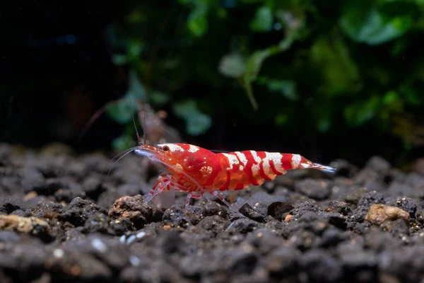 Gamberetti Nani Tigre Fantasia Rosso Rimanere Solo Terreno Acquatico Con — Foto Stock