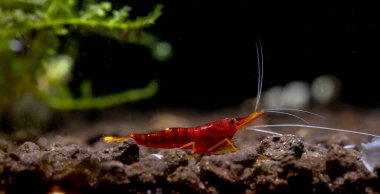 Sarı burunlu sulawesi kırmızı cüce karides tatlı su akvaryum tankında koyu arkaplanı olan suda yiyecek arıyor..