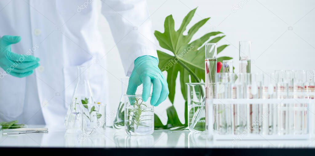 Main focus on hands with green glove of scientist and piece of plant in beaker that is put on table near stack of test tube in laboratory or classroom.