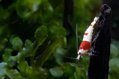Kırmızı arı cüce karidesi, tatlı su akvaryum tankında arka planda yeşil yosunlarla kereste üzerinde kalır..