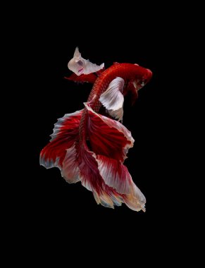 Ana pembe ve beyaz siyam betta fil kulaklı balıklar tatlı suda hareket etmek için yüzerler ayrıca agresif görünürler..