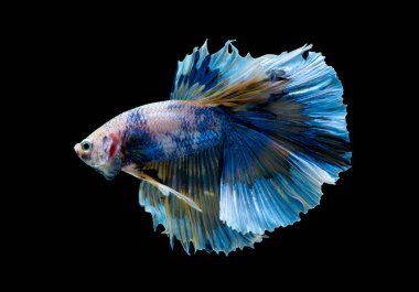 Mavi ve pembe betta balıklarının ana renginde olan Siyam dövüş balığı, siyah arka planda izole edildi. Balıklar da yüzme sırasında başlarını sola doğru çevirirler..