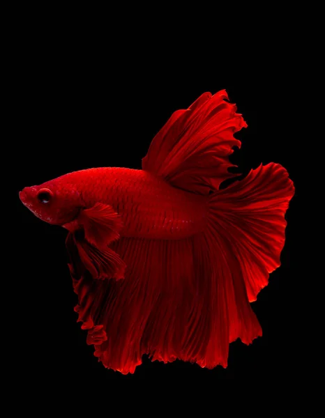 Red Siamese Betta Fighting Fish Action Turn Head Right Swim — Stock Photo, Image