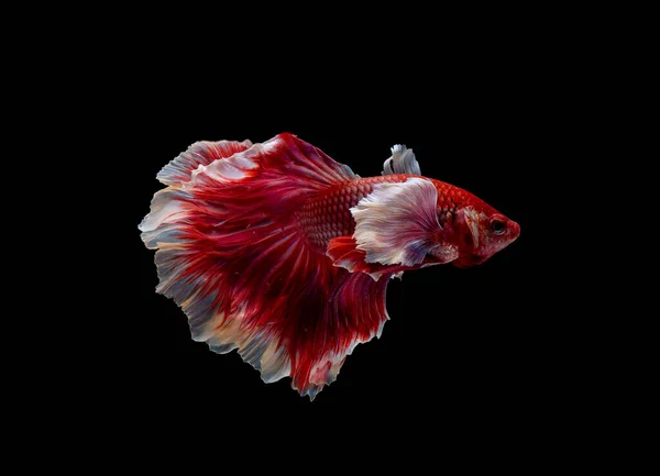 Multicolore Con Principale Rosa Bianco Siamese Betta Elefante Orecchio Combattimento — Foto Stock