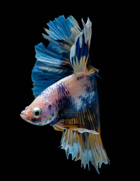 Colorido Com Cor Principal Azul Amarelo Rosa Betta Peixe Peixes — Fotografia de Stock