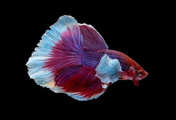 Colorato Con Colore Principale Rosso Rosa Betta Elefante Orecchio Pesce — Foto Stock