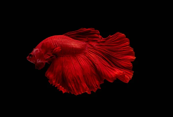 Red Siamese Betta Fighting Fish Action Swim Move Body Fresh — Stock Photo, Image