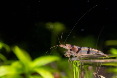 Rakun cüce karides cam levhanın kenarında durur ve tatlı su akvaryumunun sol tarafına bakar..