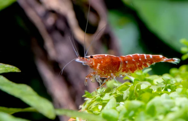 Rode Melkweg Dwerg Garnalen Verblijf Groen Blad Aquatische Plant Met — Stockfoto