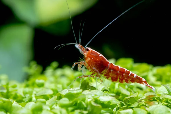 Red Galaxy Dwarf Shrimp Stay Green Leaf Aquatic Plant Look — Stock Photo, Image