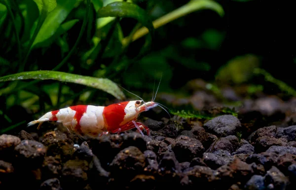Pregnant Red Bee Dwarf Shrimp Egg Abdomen Stay Green Aquatic — Stock Photo, Image
