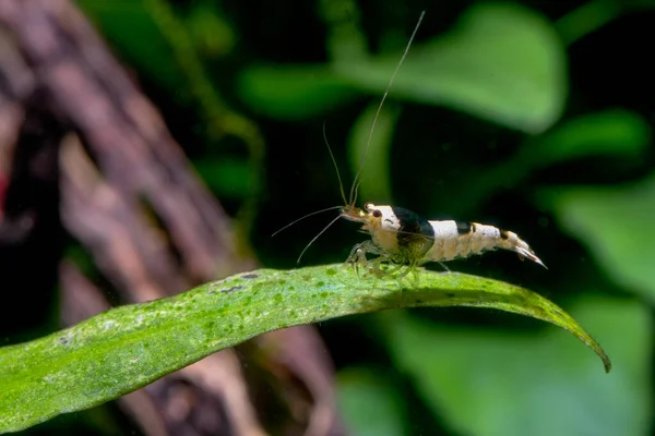 Black Bee Dwarf Shrimp Stay Long Green Leaf Aquatic Plant — Stock Photo, Image