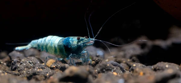 Los Camarones Enanos Perno Azul Buscan Alimento Suelo Acuático Con — Foto de Stock