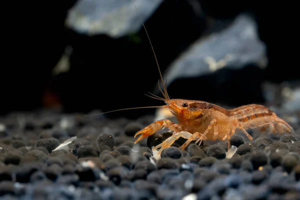 Orange Crayfish Dwarf Shrimp Look Food Aquatic Soil Rock Decoration — Stock Photo, Image