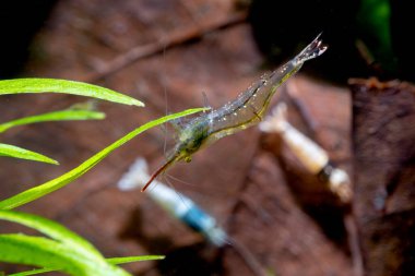 Uzun burunlu cüce karides taze su akvaryumundaki su bitkisine tutunarak yeşil yaprağın altında kalır..