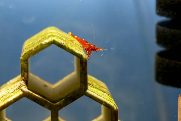 苏拉威西黄脸小虾在淡水水族箱中以苔藓或海藻为食 — 图库照片