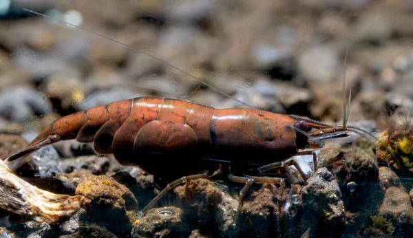 Close Camarão Anão Ônix Vermelho Camarão Neocaridina Davidi Procurar Comida — Fotografia de Stock