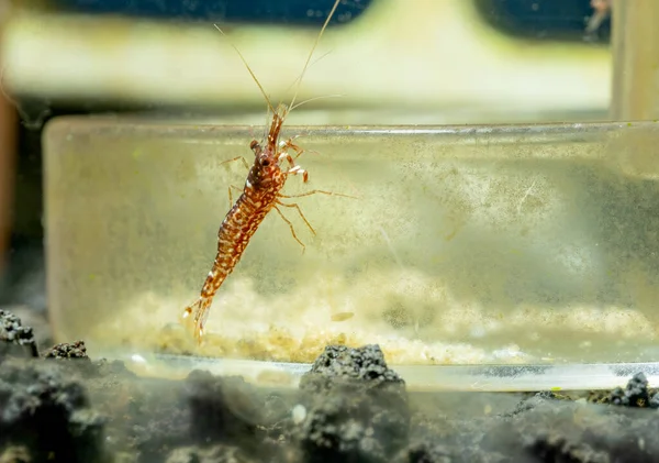 在淡水水族馆的水族箱里 红色的兰花苏亚雷斯小虾留在玻璃器皿里喂虾 — 图库照片