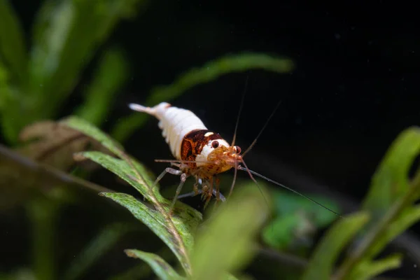 Zwarte Bijendwerggarnalen Blijven Groen Waterblad Kijken Uit Zoetwateraquarium — Stockfoto