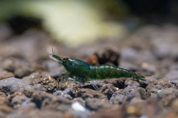 Small Green Emerald Dwarf Shrimp Dark Green Body Look Food — Stock Photo, Image