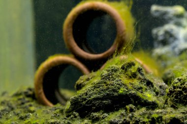 Taşın üzerine yeşil algler ve tatlı su akvaryum tankındaki süslemeler eklenmiş ve tankın birçok bölgesine yayılmış gibi görünüyor..