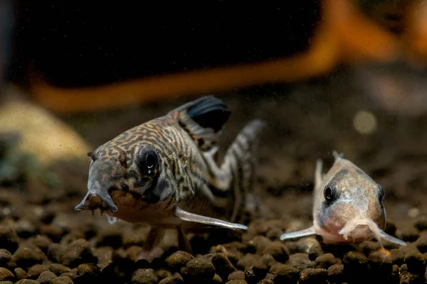 Dois Peixes Gato Blindados Peixe Gato Cory Procurar Comida Solo — Fotografia de Stock