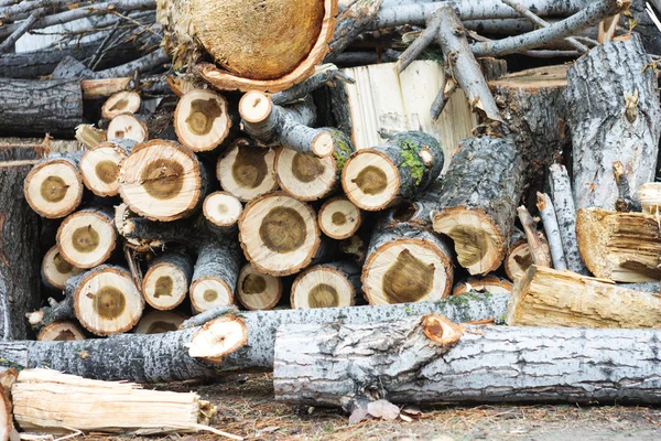 Cutted wood outside — Stock Photo, Image