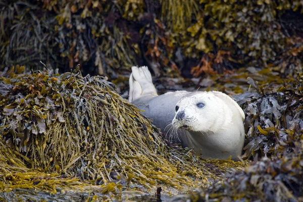 Haven Seal Phoca Vitulina Staffa Island Inner Hebrides Schotland Stockfoto