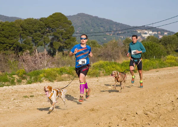 Deelnemers Aan Canicross Entrevinyes Race Februari 2020 Alella Barcelona Spanje — Stockfoto