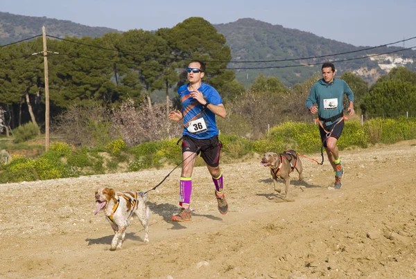 People Participating Canicross Entrevinyes Race February 2020 Alella Barcelona Spain — Stock Photo, Image