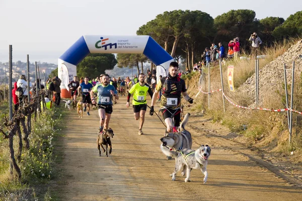 People Participating Canicross Entrevinyes Race February 2020 Alella Barcelona Spain — Stock Photo, Image