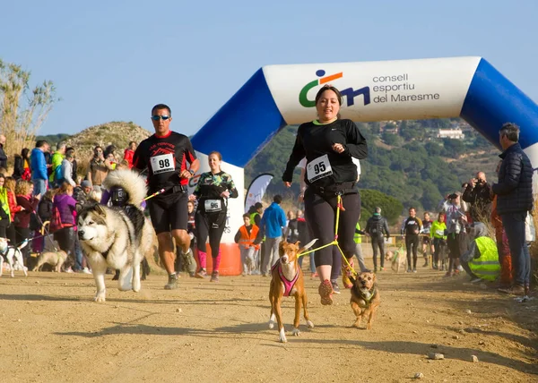 People Participating Canicross Entrevinyes Race February 2020 Alella Barcelona Spain — Stock Photo, Image