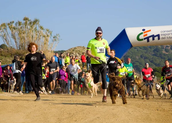 Personas Que Participan Carrera Canicross Entrevinyes Febrero 2020 Alella Barcelona —  Fotos de Stock