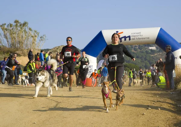 Pessoas Que Participam Corrida Canicross Entrevinyes Fevereiro 2020 Alella Barcelona — Fotografia de Stock