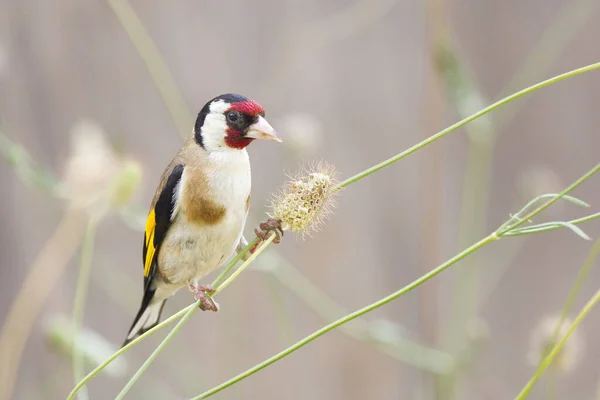 European Goldfinch Carduelis Carduelis Spain — Stock Photo, Image