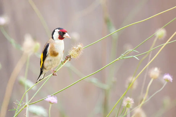 Finch Europeu Carduelis Carduelis Espanha — Fotografia de Stock