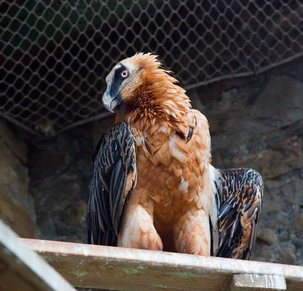 Bearded Vulture Gypaetus Barbatus Also Known Lammergeier Ossifrage Spain Stock Picture