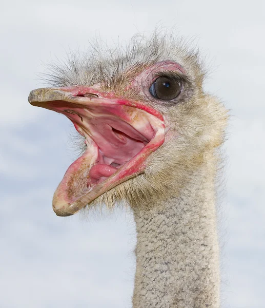 Ostrich — Stock Photo, Image