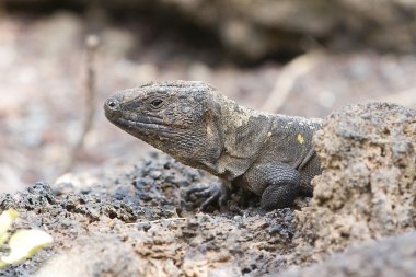El Hierro dev kertenkele