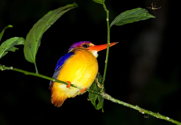 Rei-pescador — Fotografia de Stock