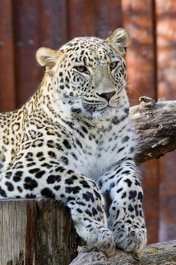 Cheetah lies on a log