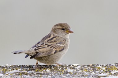 Sparrow, Passer domesticus. clipart